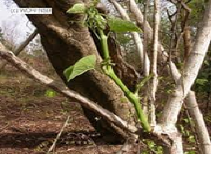 Cissus polpunea